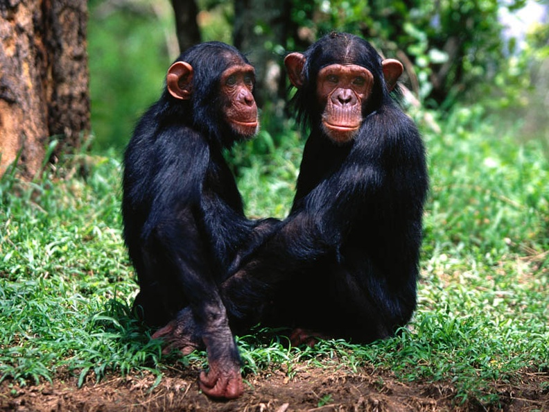 A Pair of Troublemakers, Chimpanzees
